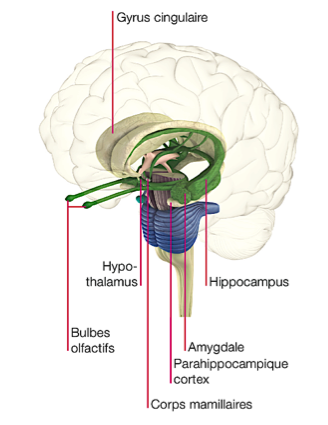 L’impact de l’EFT sur le cerveau émotionnel