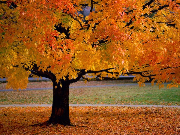 Conseils pour un automne serein et en pleine forme